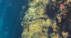 Aulostomus strigosus