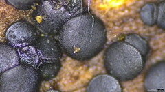 Sclerococcum stygium