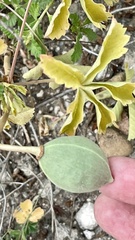 Cochlospermum wrightii