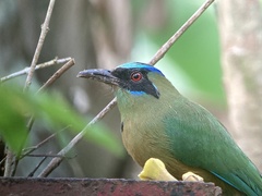 Momotus subrufescens