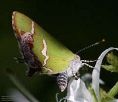 Chlorostrymon simaethis
