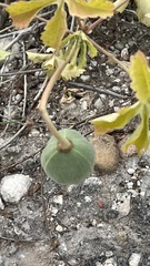 Cochlospermum wrightii