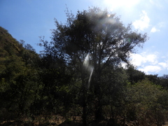 Podocarpus parlatorei