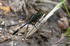 Orthetrum serapia