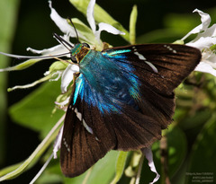 Astraptes fulgerator