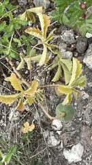 Cochlospermum wrightii