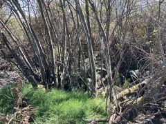 Polystichum vestitum