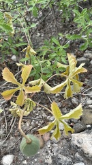 Cochlospermum wrightii