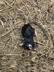 Peromyscus maniculatus