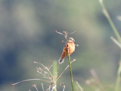 Sporophila minuta