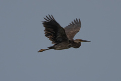 Ardea sumatrana