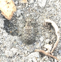Opisthius richardsoni