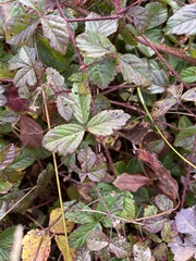 Rubus hispidus
