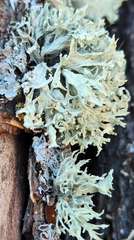 Ramalina americana