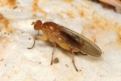 Suillia convergens