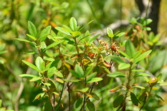 Rhododendron columbianum