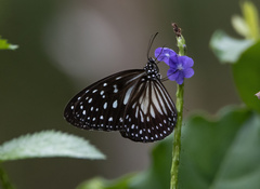 Ideopsis juventa