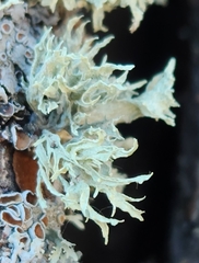 Ramalina americana