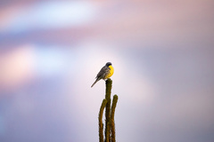 Setophaga kirtlandii