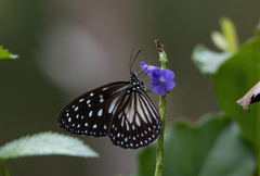 Ideopsis juventa