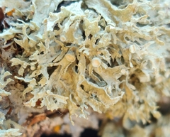 Ramalina americana