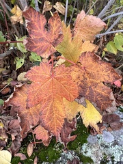 Acer spicatum