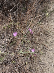 Stephanomeria exigua