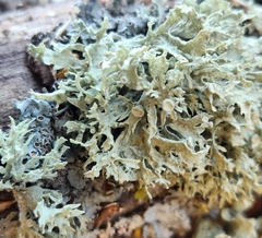 Ramalina americana