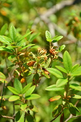 Rhododendron columbianum