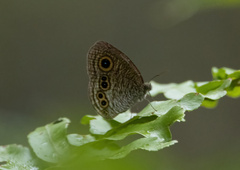 Ypthima stellera