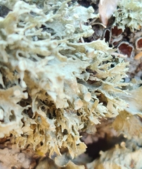 Ramalina americana