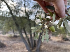 Quercus engelmannii