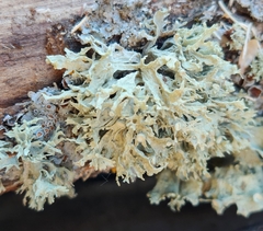 Ramalina americana