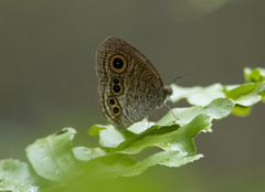 Ypthima stellera