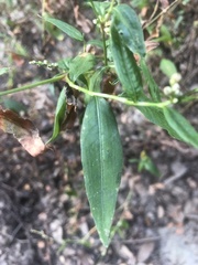 Persicaria punctata