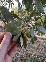 Quercus engelmannii