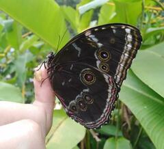 Satyrinae