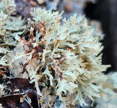 Ramalina americana