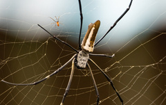 Nephila pilipes