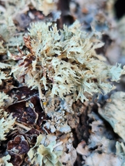 Ramalina americana