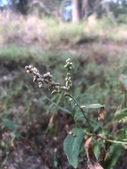 Persicaria punctata