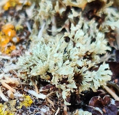 Ramalina americana