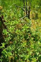 Rhododendron columbianum