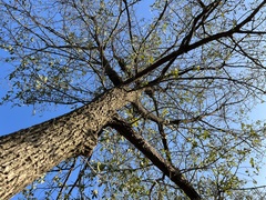 Quercus engelmannii