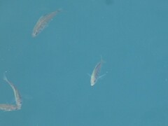 Cymatogaster aggregata