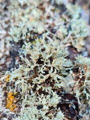 Ramalina americana