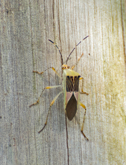 Hypselonotus fulvus