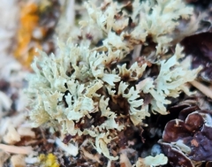 Ramalina americana