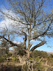 Quercus engelmannii