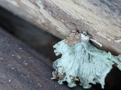 Ramalina sinensis